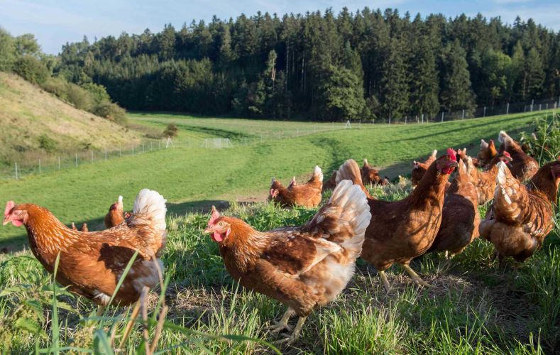 Hühnerhaltung Freiland Eierhof Mühlhauser Oberbayern
