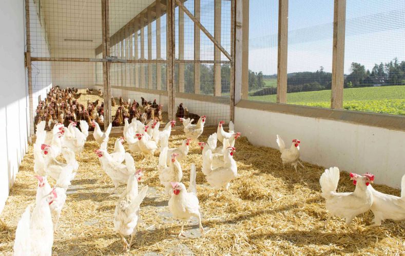 Lichteinfall Bodenhaltung Hühnerstall Familie Mühlhauser